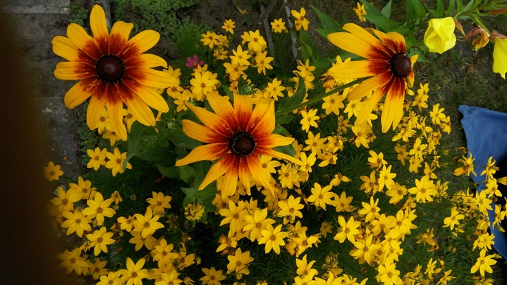 IMG_20180617_091928(1)m