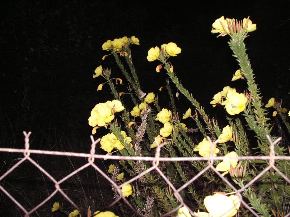 Snímek_07_08_27 041-1m